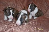  - Bull terrier mini Heureuse naissance
